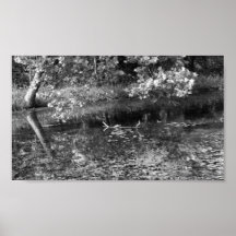 Turtle along Travertine Creek I - Colour Desaturat Print