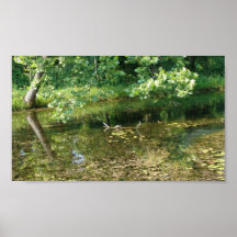 Turtle along Travertine Creek II - Standard Print