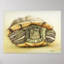 "Turtle" Art Reproduction Print Poster