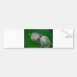 Turtle bumper sticker