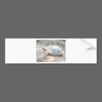 TURTLE bumper stickers