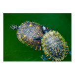 Turtle business cards