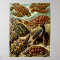 Turtle (Chelonia) by Haeckel Poster