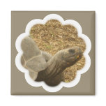 Turtle Cloud magnets