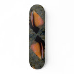 Turtle cone (Conus testudinarius) Shell skateboards