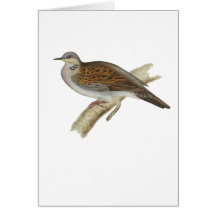 Turtle Dove Greeting Cards