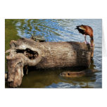 Turtle, Duck and Nutria Card