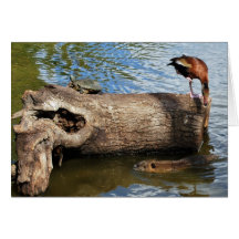 Turtle, Duck and Nutria Card