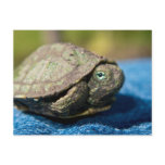 Turtle Hatchling on Denim Postcard