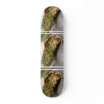 Turtle Identification Skateboard