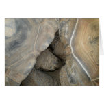 Turtle Love cards