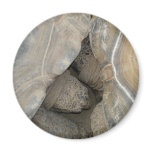 Turtle Love magnets
