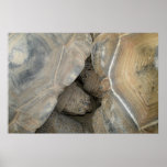 Turtle Love posters