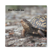 Turtle Fridge Magnets