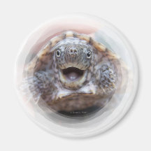 Turtle mouth open round frame Mad Musk turtle Magnets