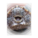 Turtle mouth open round frame Mad Musk turtle Postcard