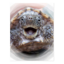 Turtle mouth open round frame Mad Musk turtle Postcard