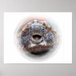 Turtle mouth open round frame Mad Musk turtle posters