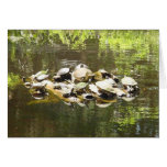 turtle networking greeting cards