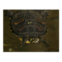 Turtle Pond Post Card