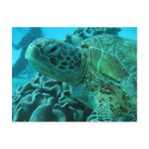 Turtle Postcards
