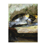 TURTLE POST CARDS