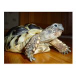 Turtle Postcards