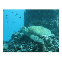 Turtle Postcards