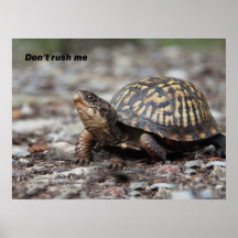 Turtle Poster