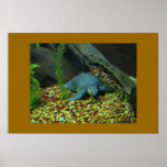 turtle poster