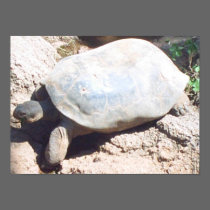 TURTLE posters