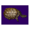TURTLE POWER Cards & Greeting Card Collection