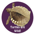 TURTLE POWER Sticker Collection