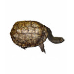 TURTLE POWER T-Shirt Collection
