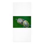 Turtle rackcards
