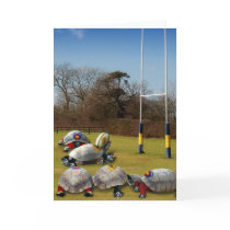 Turtle Rugby Cards