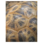 Turtle Shell flyers