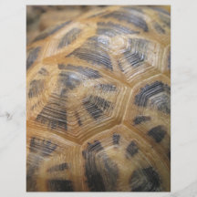 Turtle Shell Flyer