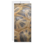 Turtle Shell rack cards