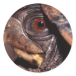turtle stickers
