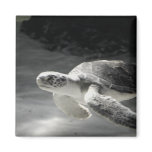 Turtle Tank
