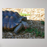 "Turtle Treat"