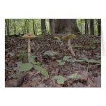 Turtle with Mushrooms cards