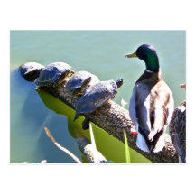 Turtles and Duck in Golden Gate Park Post Cards