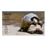 Turtles business cards