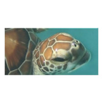 Turtles Galore Photo Card Template