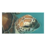 Turtles Galore photo cards