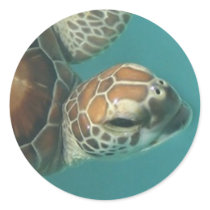 Turtles Galore Sticker