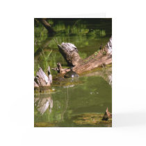 Turtles -Greeting / note card