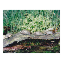 Turtles in a row postcards